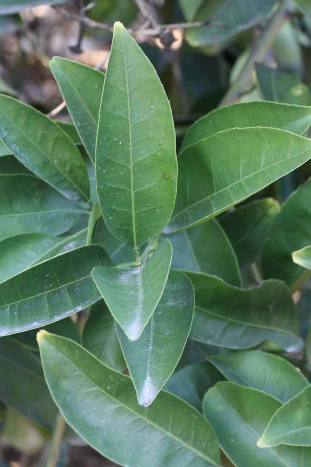              Shade leaves (Riverside, CA)       